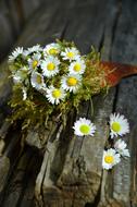 Daisy Garden Wood