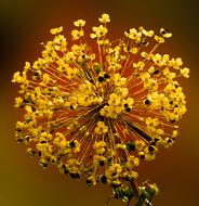 Spring gold Blossom