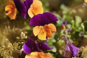 Close-up of the beautiful, orange and purple pansy flowers, among the colorful plants