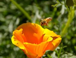 Yellow and black bee flying above the beautiful orange and yellow flower