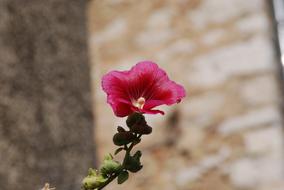 bright pink mallow on a blurred background