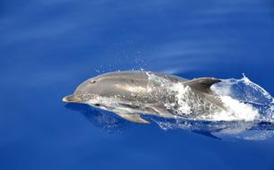 Dolphin Swimming
