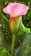 blooming pink calla
