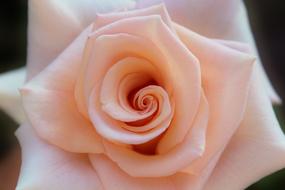 rose with pink petals close-up on a blurred background