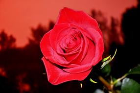 incredible beauty Flower Red
