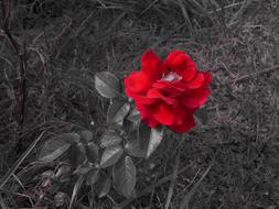 Beautiful, red flower on the stem with the leaves, among the grass, in black and white colours