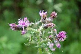 Flower Blossom green leaf