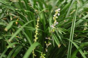 small white flowers in green grass close up