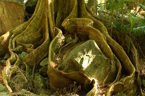 Tree Root Jungle Board