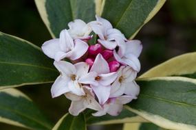 wondrous Flower Macro Gardening