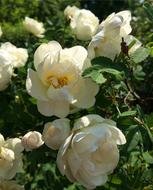 incredible beauty Flowers Roses White