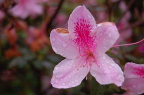 Beautiful Small Fresh pink flower