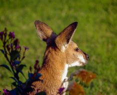 Wallaby Rednecked Head