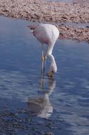 Flamenco Salar