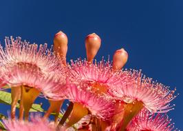Eucalyptus Flowers and Buds