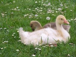 two young Geese rest among Daisies on Meadow