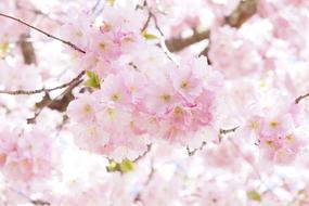 blooming japanese cherry tree in spring