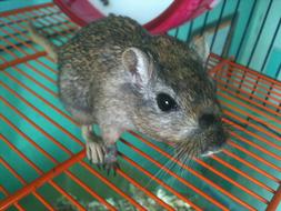 Grey Gerbil