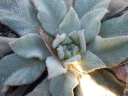 Garden Flower Grey sun