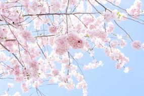 spring blooming fluffy cherry