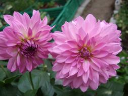 pink flowers on a dahlia bush in the garden