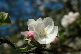 incredible beauty Apple Blossom white pink