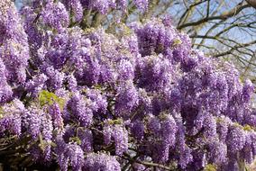 Glycine Tree Clusters