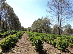 field growing coffee beans