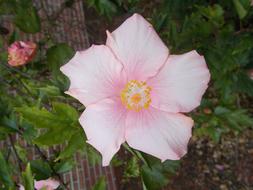 pink open Flower of Hibiscus