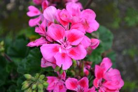 Beautiful, blossoming, pink, purple and red flowers, among the green leaves