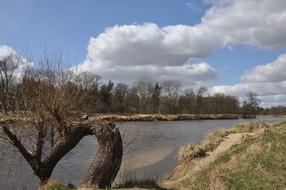 River Tree