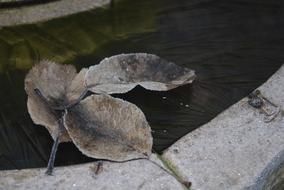Leaves Frozen