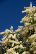 Ivory Curl Tree