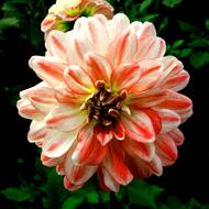 Flowers Dahlia