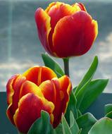 red-yellow tulips in the garden in spring