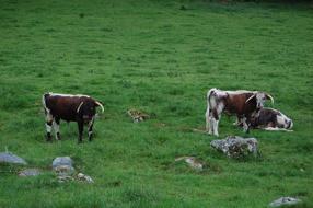 Cows England