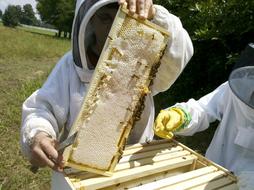 Honey Bee Hive Inspections