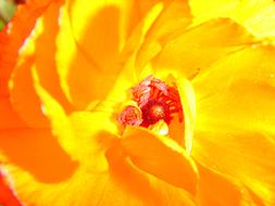 Yellow Blossom a sunlight, macro