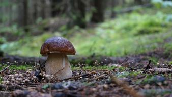 Grzyb Ceps Porcini Boletus