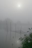 Fog Water