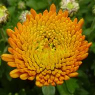 Flower Chrysanthemum orange