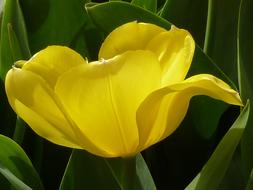 Flower Tulip Yellow green background