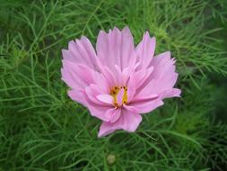 pink bud and green grass, close-up