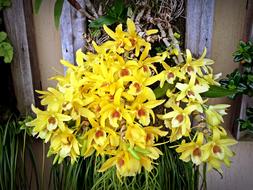 yellow Orchid Flowers bouquet