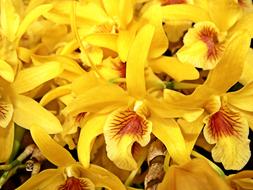 Orchid Flower Garden yellow