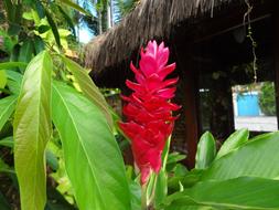 Flower Red green Tropical