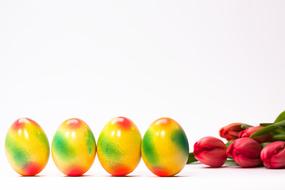 Beautiful and colorful Easter eggs and beautiful red spring tulip flowers at white background
