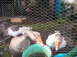 Caged ducks