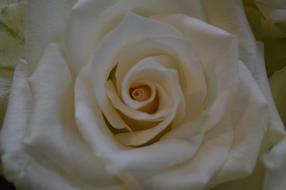 Rose Heart White flower