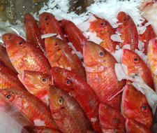 Fish Mullet